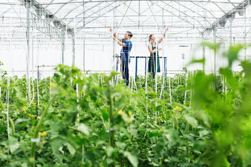 Vertical Farming in Greenhouses: Maximizing Space and Productivity Vertical Farming in Greenhouses: Maximizing Space and Productivity